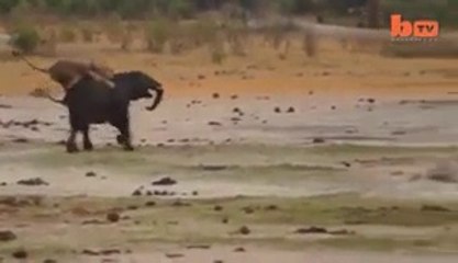 Lion vs Elephant Fight - Helpless Elephant HD