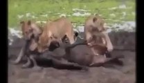 Animal Fights Lion Eating Antelope Testis When It's Alive Brutal Animals Wildlif