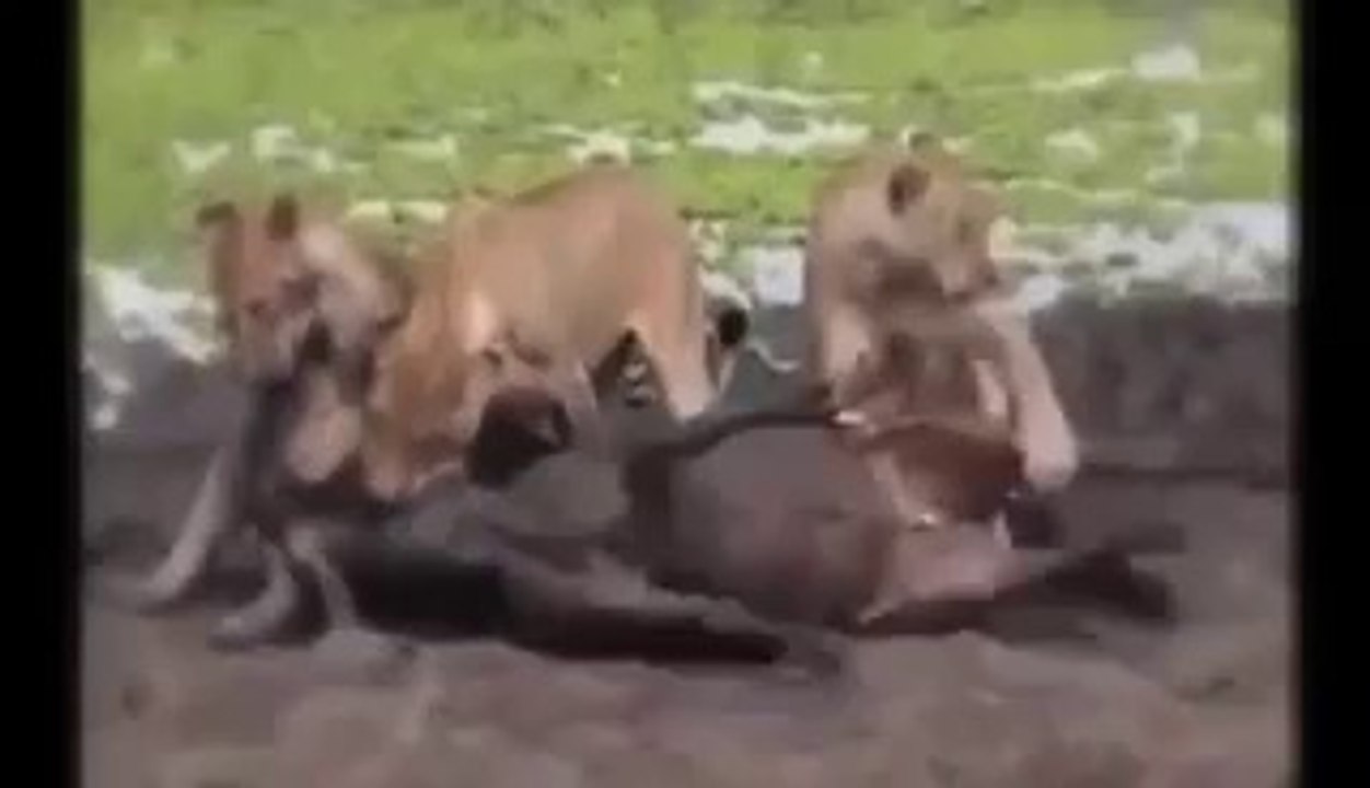 Animal Fights Lion Eating Antelope Testis When It's Alive Brutal Animals Wildlif