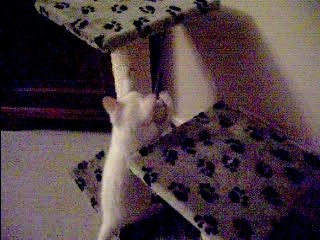 Whity joue sur l'arbre a chat !