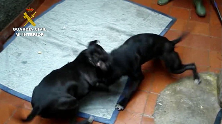 Crueles peleas de perros en Málaga: La Guardia Civil investiga a 4 personas por maltrato animal