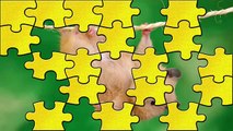 Animal Puzzle Games for Children | Matching Games for Kids | Learn Animal Names