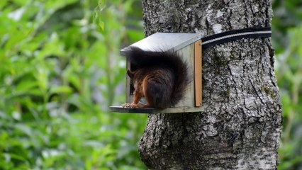 ardilla en pleno almuerzo