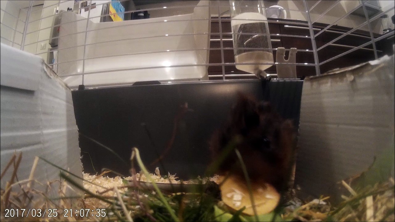 2017-03-25 Deux très mignons cochons d'inde