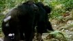 VIDEOS DE ANIMAIS SELVAGENS, Top animais selvagens, Animais selvagens atacando, Animals, Confrontos animais,