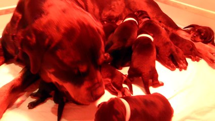 chiots rottweiler