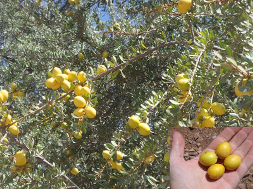 اطلانتس حضارة اغرقها الماء