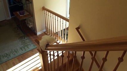 Ce perroquet a trouvé un nouveau jeu pour s'occuper !