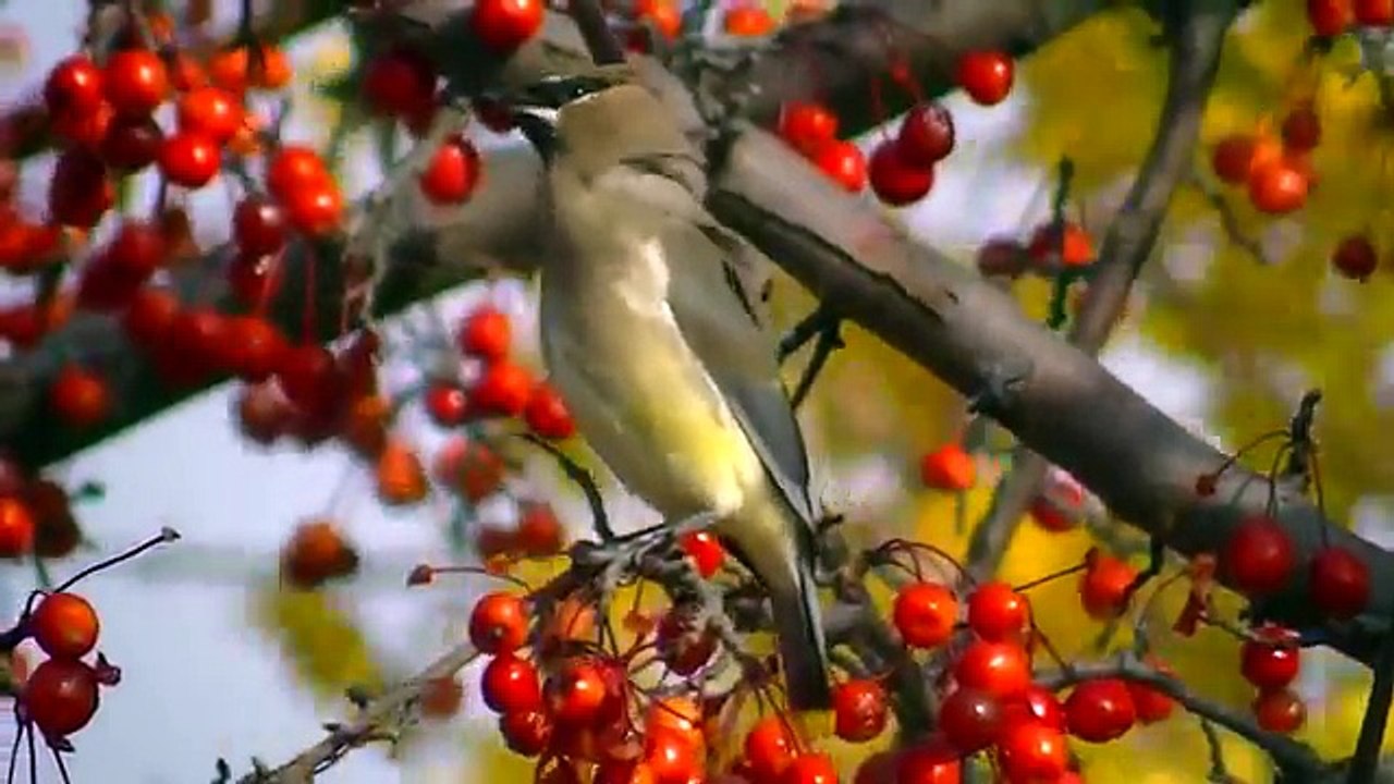 Большой монстр грузовики динозавры поезда цвета Игрушки чисел видео для Дети