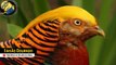 As Aves Mais exoticas do Mundo 10ª Faisão Dourado