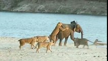 Un piccolo elefante viene attaccato da 14 leoni. Guardate come va a finire!