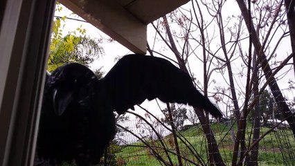 Greetings from Jon Snow, Pet Crow