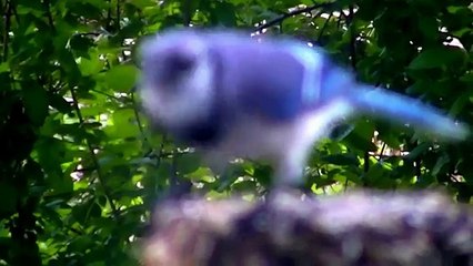 Удивительно являются синий закрыть цвета в в в в на Это в Это вверх джей HD