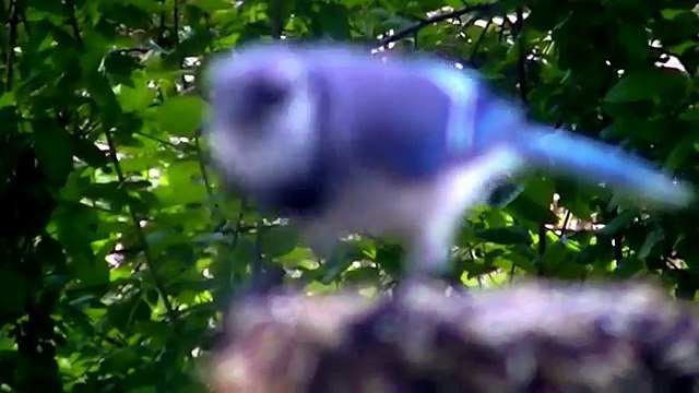 Удивительно являются синий закрыть цвета в в в в на Это в Это вверх джей HD