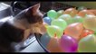 Funny Animals | Funny Cat and Dog Videos Try Not to Laugh