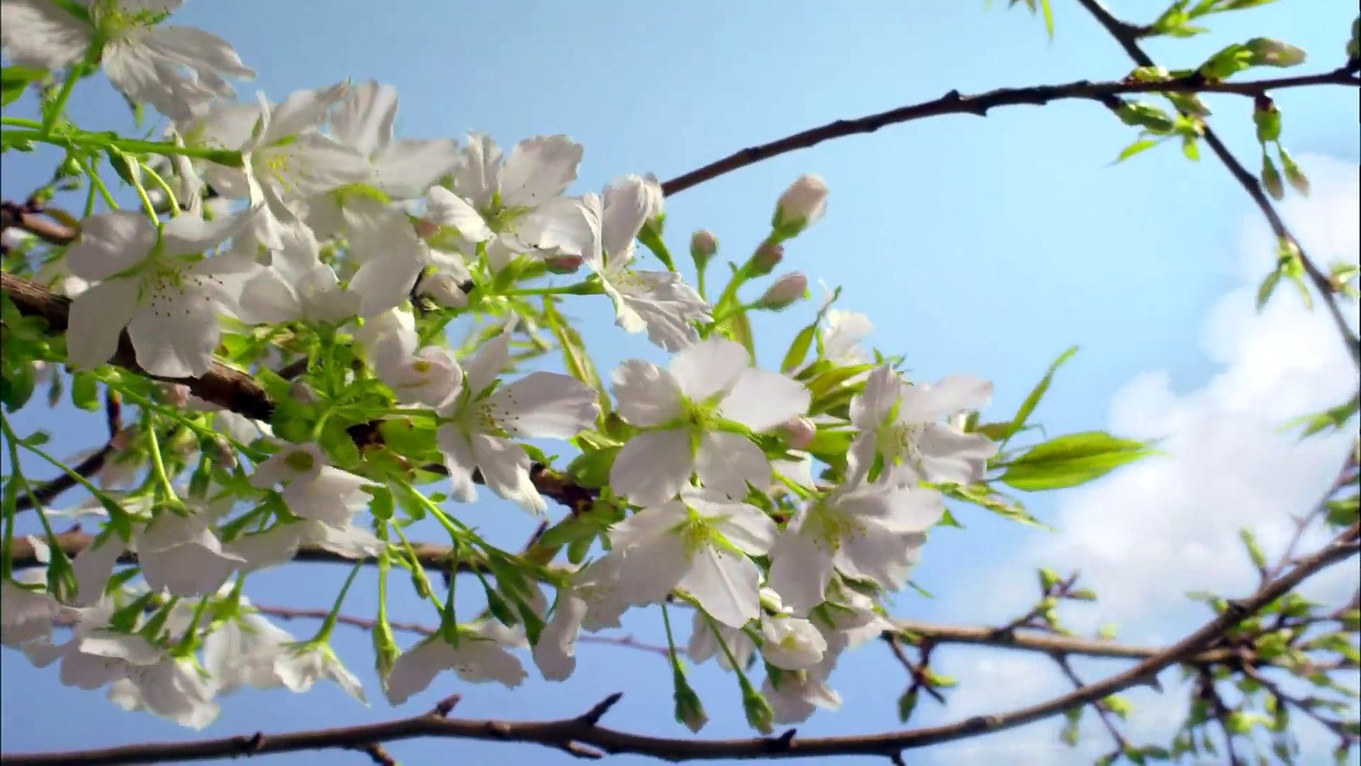 ⁣Nature Video HD