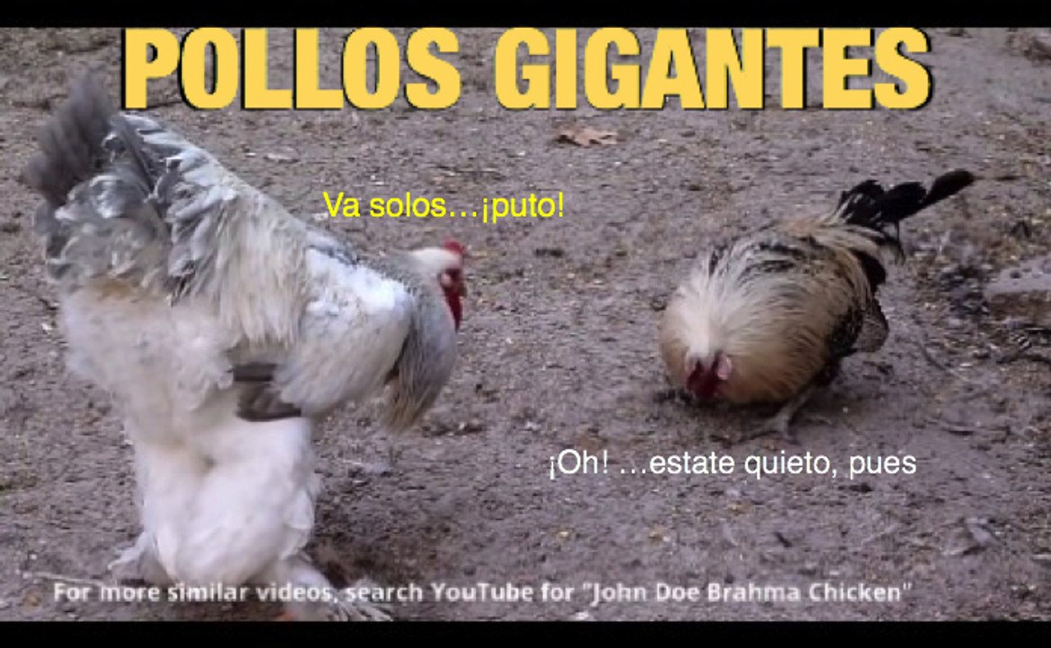 La "Brahma" es una raza de gallina doméstica.