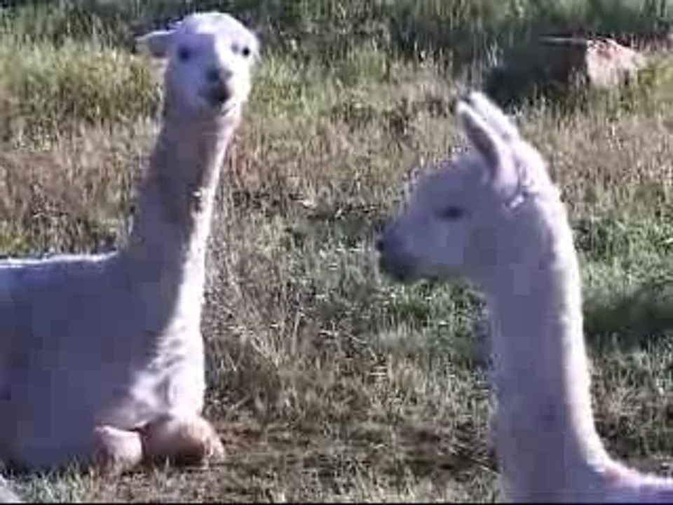 Daryl Hannah's Farm