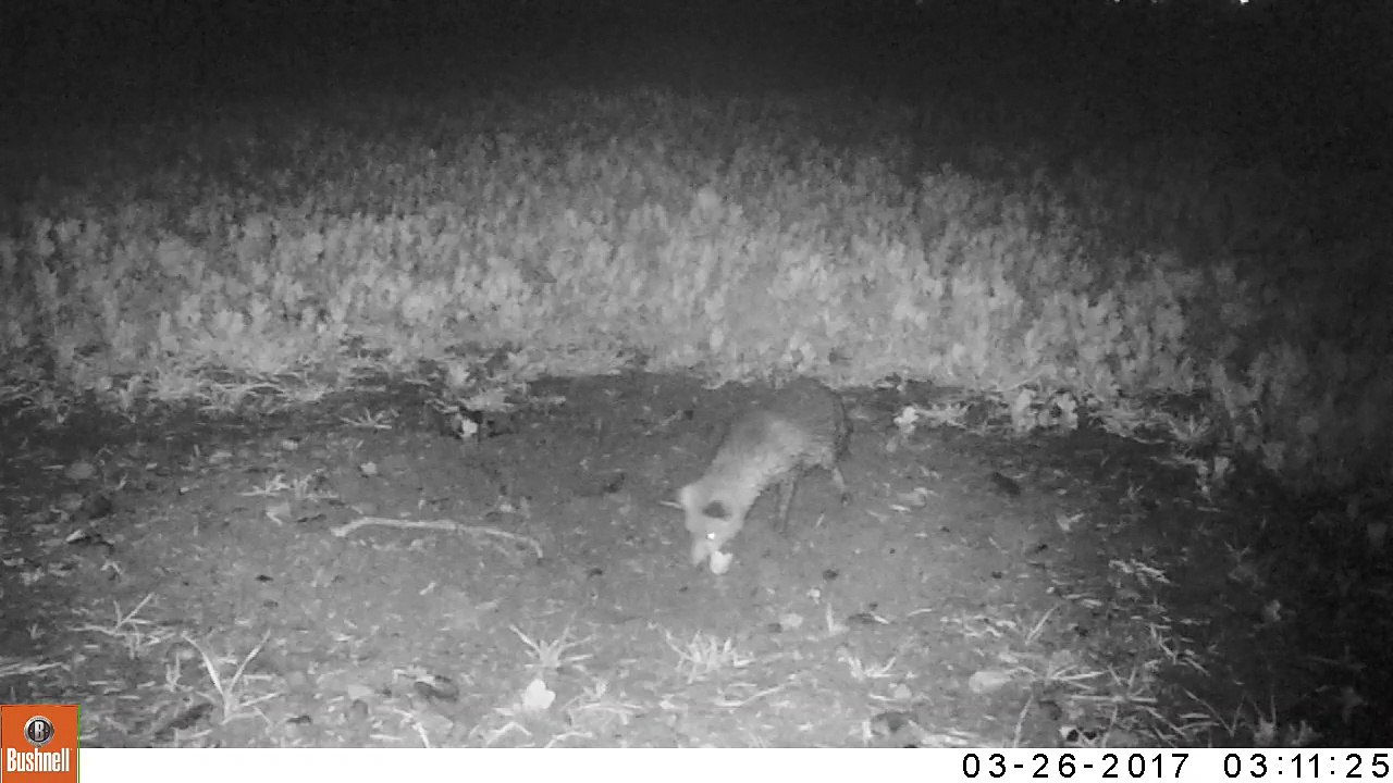 Renard_26_03_17
