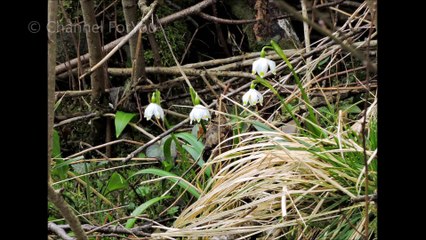 First Spring Flowers Rising From The Ground