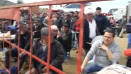 Aydın KKTC'de de Deve Güreşi Düzenlenecek