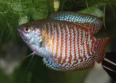 Dawrf gourami aquarium fish species profile. Watch video !!!
