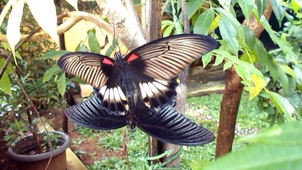 Butterfly making love on the garden on the tree