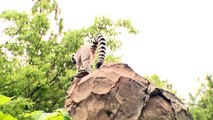 Working with Animals-Cincinnati Zoo
