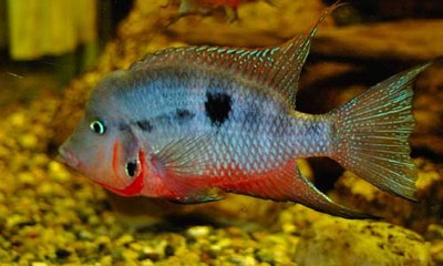 Firemouth cichlid aquarium fish species profile. Watch video !!!