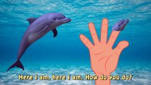 Sea Animal Finger Family Nursery Rhyme - Whale Orca Killer Whale dolphin octopus Daddy Fin