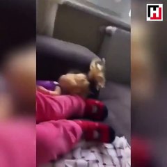 babası bağırınca geri vites yapan sevimli kız