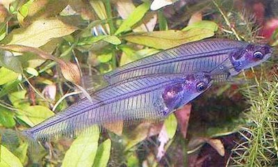 Beautiful Glass catfish species profile with care facts. watch video !!!