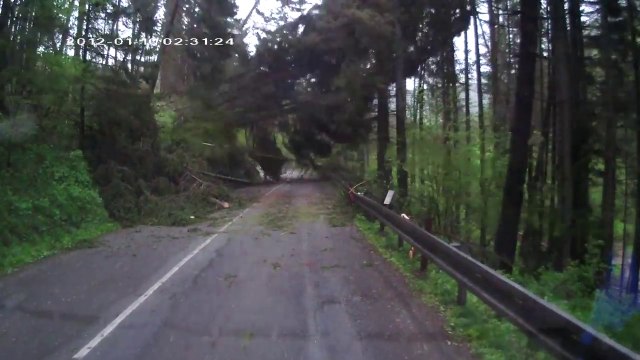 Attaqué par des arbres en pleine route de forêt