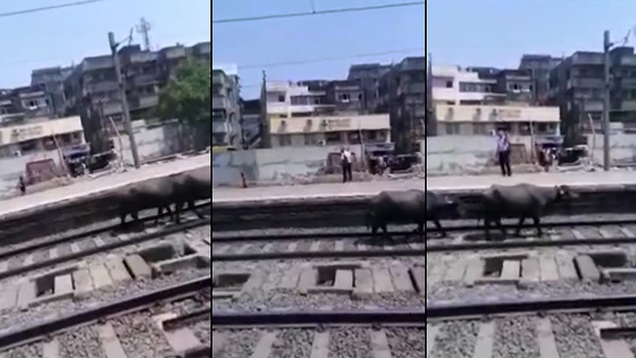 Train Vs Vaches