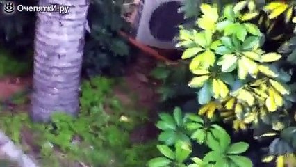 Голубь и кот - друзья