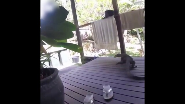 Ces mini-Godzillas font flipper... lézards