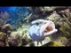 Grouper Swims With Mouth Open in Caribbean