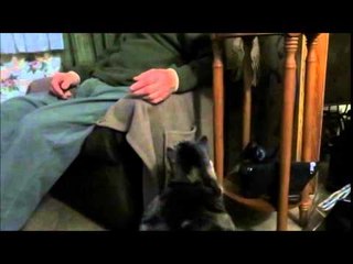 Cuddle-Craving Cat Will Get Your Attention