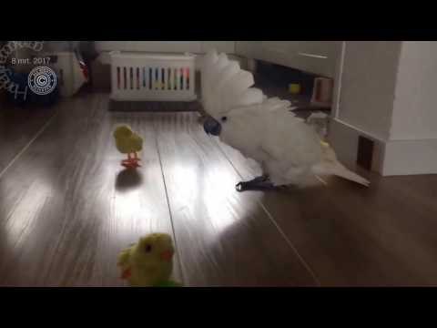 Cockatoo Flustered by Wind-Up Birds