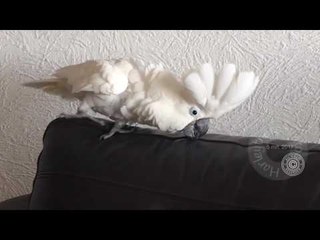 Jealous Cockatoo Makes Some Silly Noises