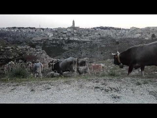 Podoliche sulla murgia materna