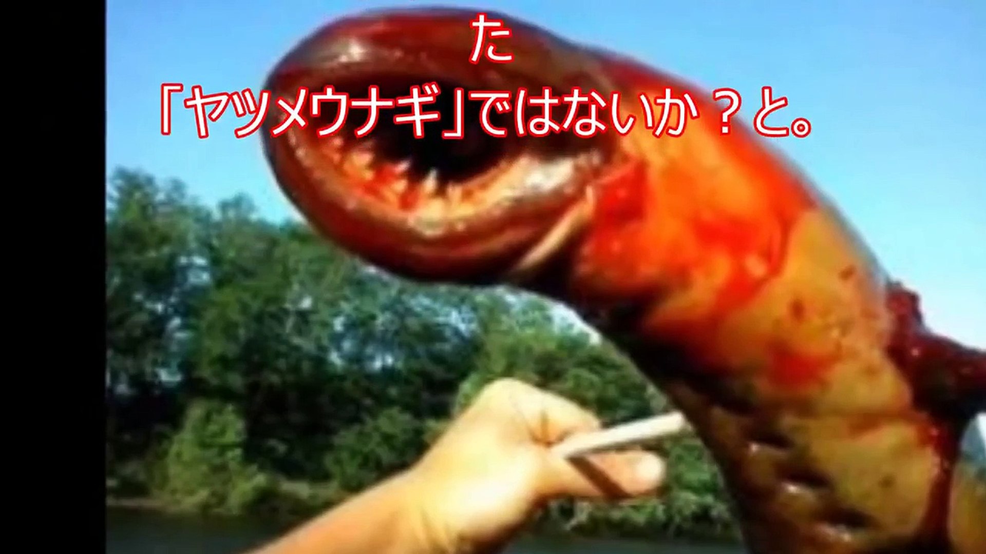 閲覧注意 超危険生物 モンハンよりヤバイ かつて地球上に実在した 危険すぎる10の巨大生物 遭遇したらガチで逃げ出したくなる Video Dailymotion