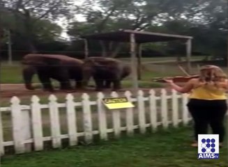 موسیقی کی دھن پر ہاتھی بھی جھوم اٹھے وڈیو دیکھیں آپ بھی حیران ہوجائیں گے