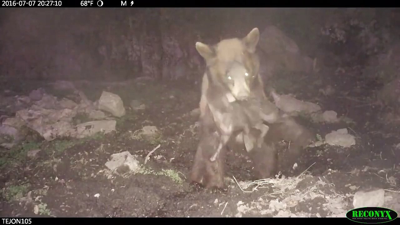 Un ours attaque un marcassin et se fait charger