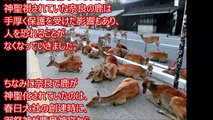 【海外の反応】世界がびっくりｗｗ 奈良の鹿だけじゃないだって!?安心して道を闊歩する島のウサギに海外の人たちハッスル仰天ww ”ウサギまみれの島”