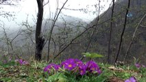 Giresun'da Kış ve Bahar Bir Arada