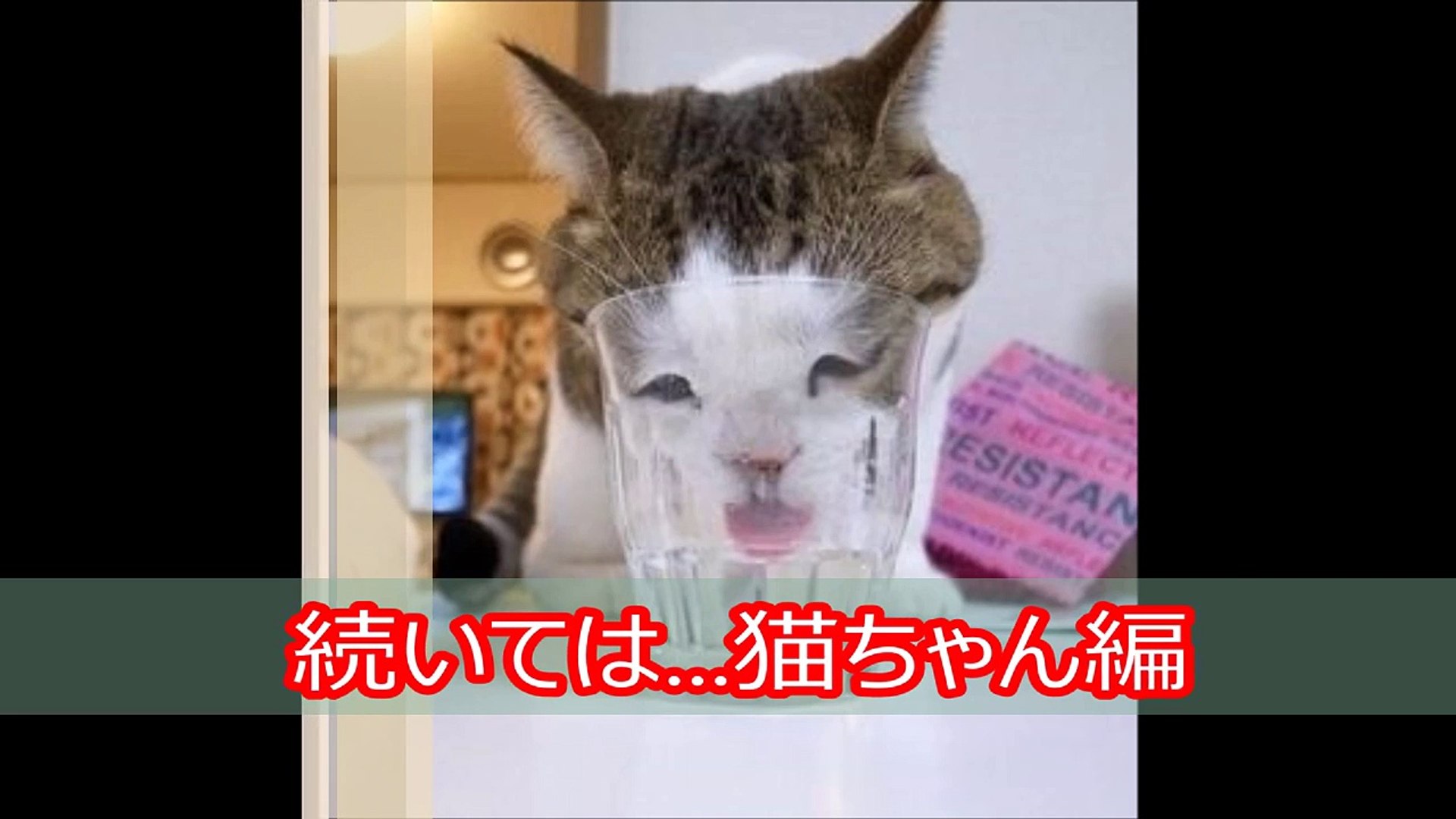 ボケて 腹筋崩壊おもしろ猫bokete画像集 猫が考えている事 Video Dailymotion