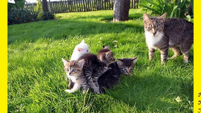 Dạy bé học nói các con vật quen thuộc_Phan I_Con Yêu Của Mẹ