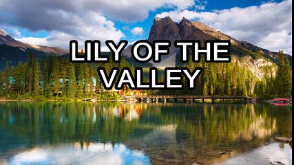 LILY OF THE VALLEY - CLASSIC HYMN