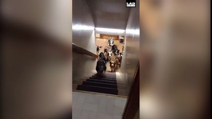 Những chú chó thông minh